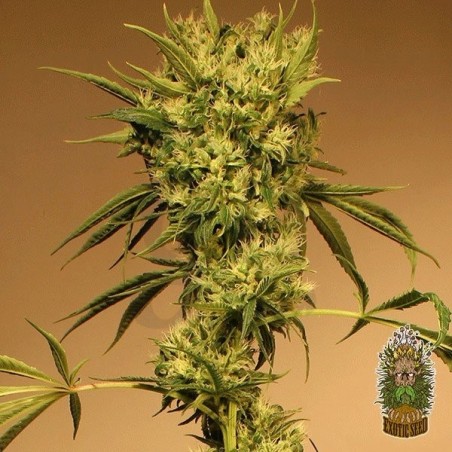 Planta de marihuana Planta de marihuana