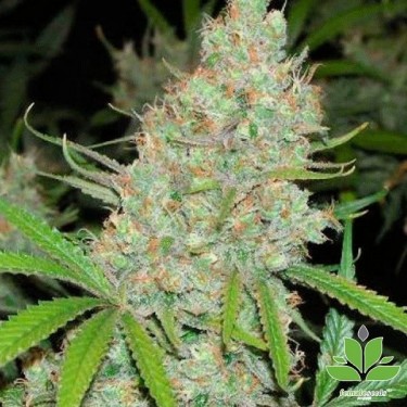 Planta de marihuana
