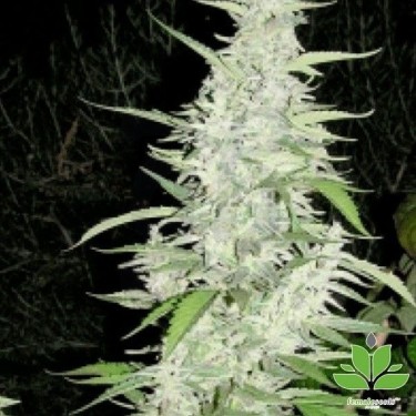 Planta de marihuana