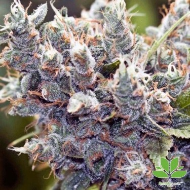 Planta de marihuana