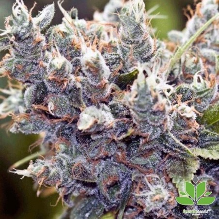 Planta de marihuana