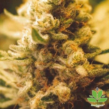 Planta de marihuana