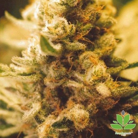 Planta de marihuana Planta de marihuana