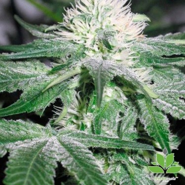 Planta de marihuana