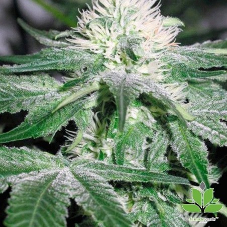 Planta de marihuana Planta de marihuana