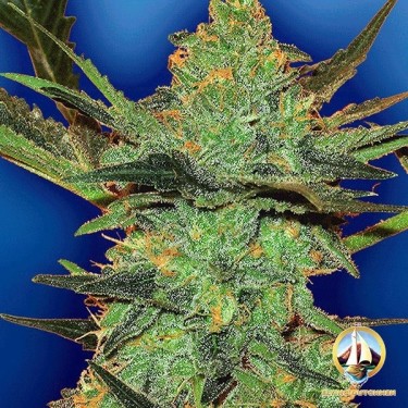Planta de marihuana