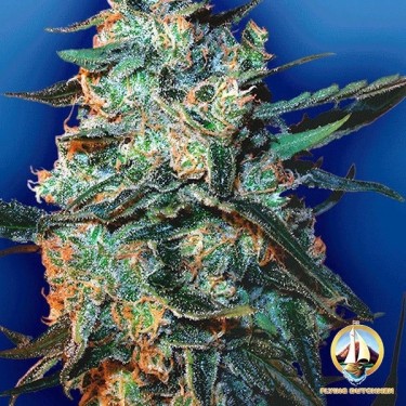 Planta de marihuana
