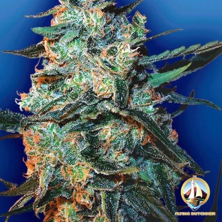 Planta de marihuana Planta de marihuana