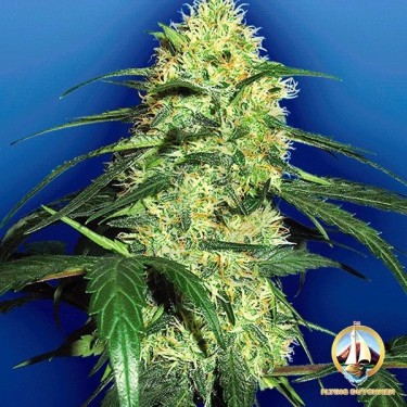 Planta de marihuana
