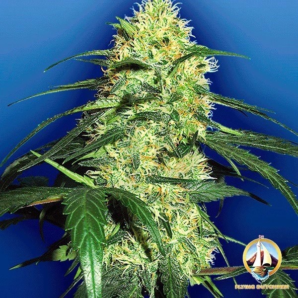 Planta de marihuana