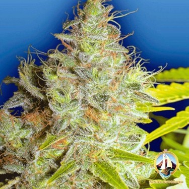 Planta de marihuana