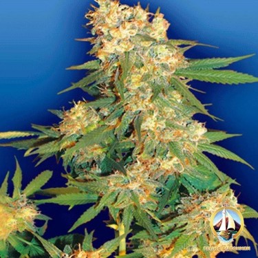 Planta de marihuana