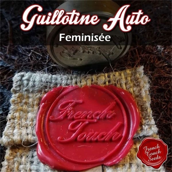 Guillotine Auto Cannabis seeds