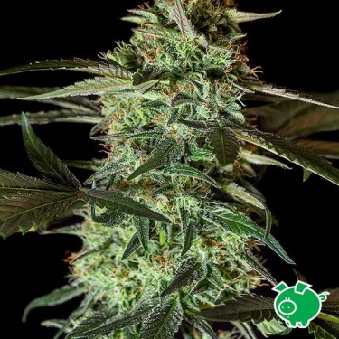 Planta de marihuana