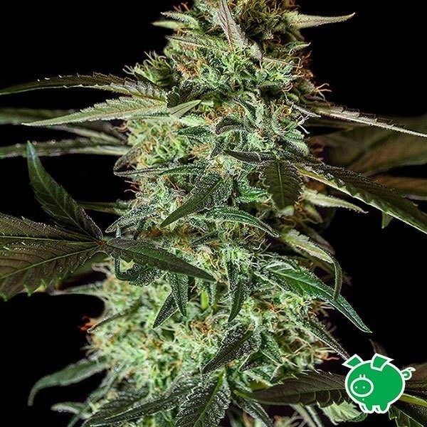 Planta de marihuana