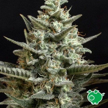 Sweet Bilbo planta de marihuana