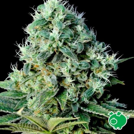 Planta de maconha Planta de maconha
