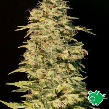 Planta de marihuana