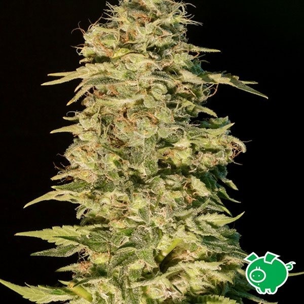 Planta de marihuana