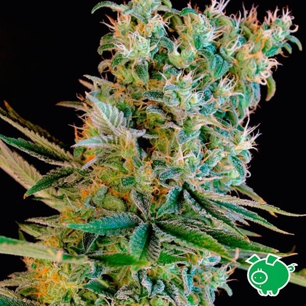 Semilla de marihuana