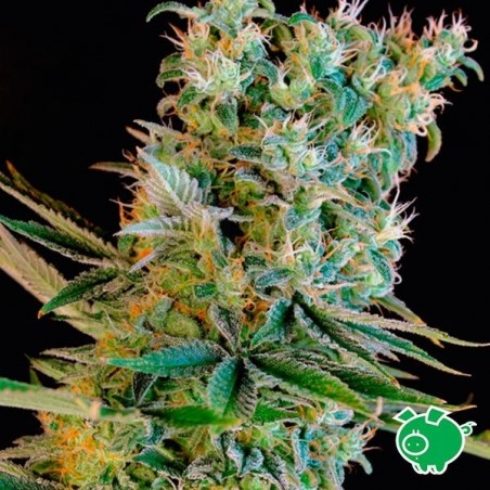 Semilla de marihuana