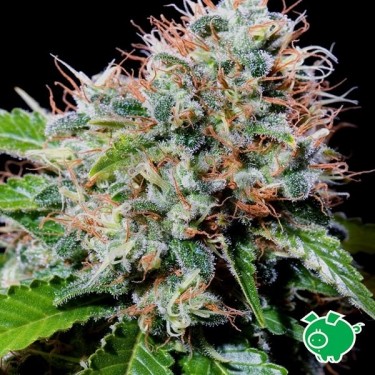 Semilla de marihuana