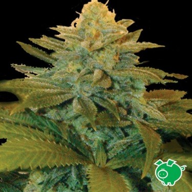 Semilla de marihuana