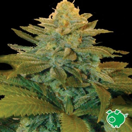 Semilla de marihuana Semilla de marihuana