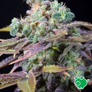 Semilla de marihuana