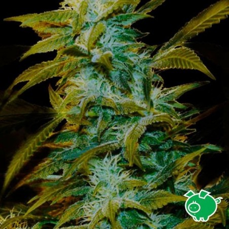 Semilla de marihuana Semilla de marihuana
