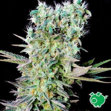 Semilla de marihuana