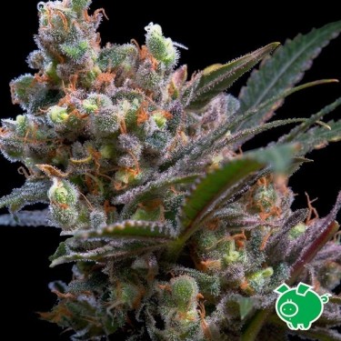 Semilla de marihuana