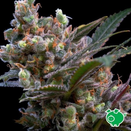 Kritikal Bilbo cannabis plant Kritikal Bilbo cannabis plant
