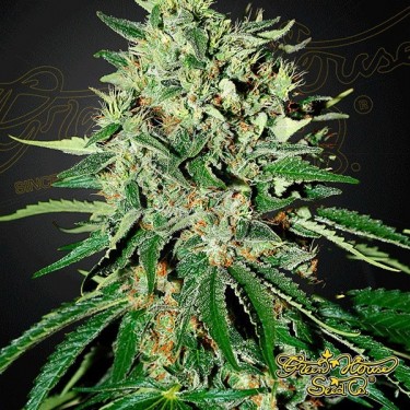 Semilla de marihuana
