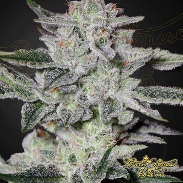 Planta de marihuana