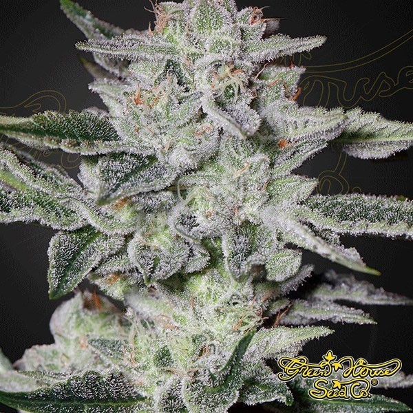 Planta de marihuana