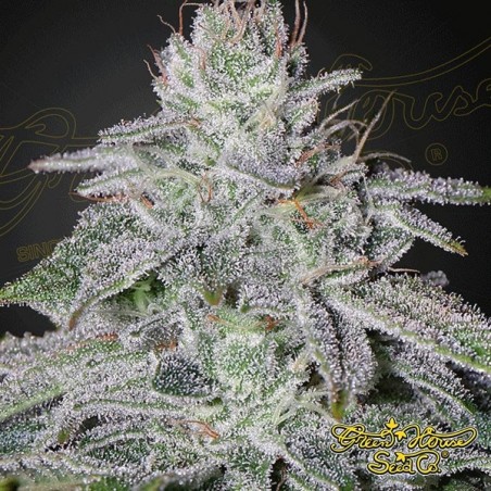 Planta de marihuana Planta de marihuana