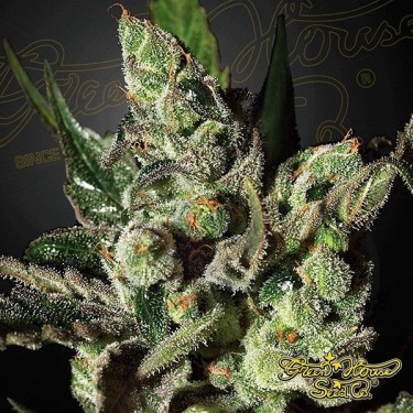 Planta de marihuana
