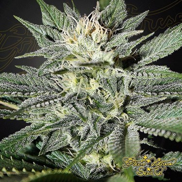 Planta de marihuana