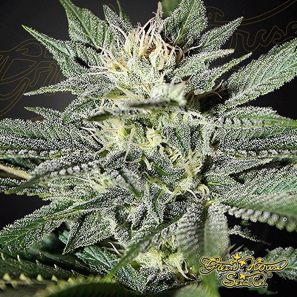 King's Kush CBD Cannabis Plant