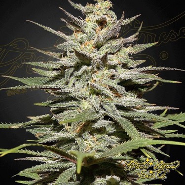 Planta de marihuana