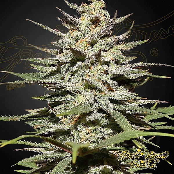 Super Lemon Haze CBD