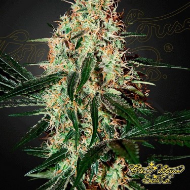 Planta de marihuana