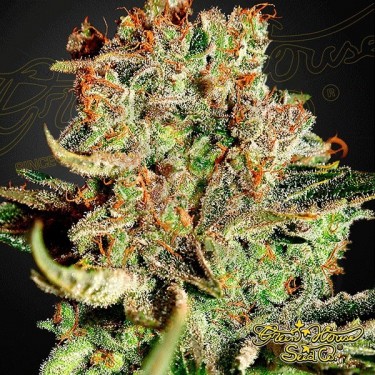 Planta de marihuana