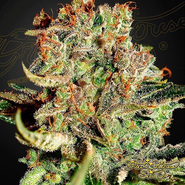 Super Bud Plante de marijuana