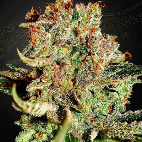 Super Bud Plante de marijuana Super Bud Plante de marijuana
