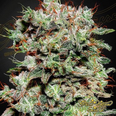 Planta de marihuana