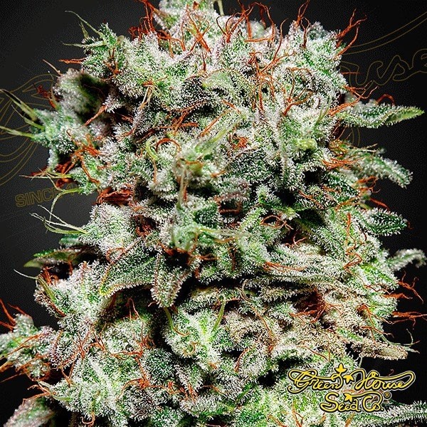 Planta de marihuana