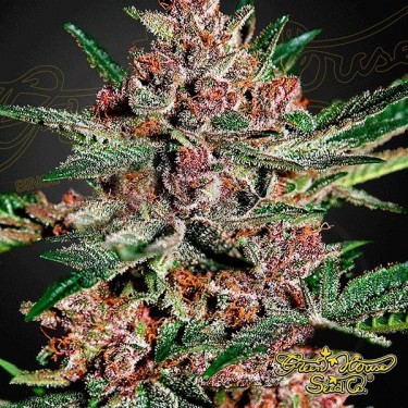 Bubba Kush planta de marihuana