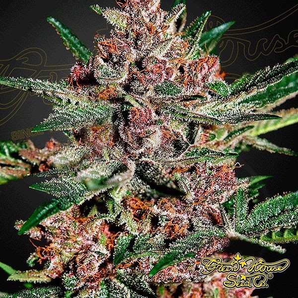 Bubba Kush planta de marihuana